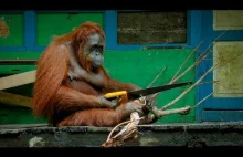 Orangutan dla zabawy piłuje gałęzie | Szpiedzy wśród zwierząt