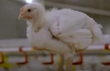 KFC oskarżane o fatalne warunki na fermie kurcząt