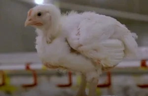 KFC oskarżane o fatalne warunki na fermie kurcząt
