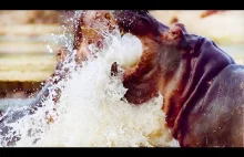 Hipopotam walczy z władcą o dominację godową | Life | BBC Earth