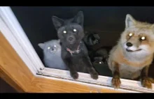 Tyle lisów przy moim oknie!
