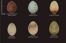 Porównanie ubarwienia i rozmiarów jaj kilkudziesięciu gatunków ptaków