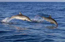 Niecodzienny widok. Delfiny w polskim Bałtyku