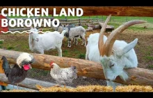 Chicken Land - Borówno rodzinna atrakcja na Dolnym Śląsku