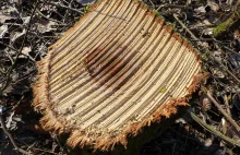 NIK: Przez 5 lat wycięto 37 tys. drzew w Warszawie