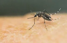 Sukces genetycznie zmodyfikowanych komarów stworzonych do walki z chorobami