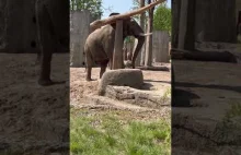 Słoń fachowo układa balansująca kłodę w zoo w Bazylei