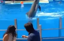Właśnie przegrałeś w zbijaka z delfinami
