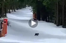 Mały niedźwiadek na nartostradzie do Kuźnic (FILM)