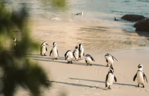 Światowy Dzień Pingwina. Dowiedz się więcej o tych niepozornych ptakach