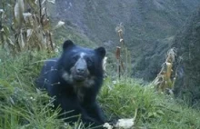 Zależność andyjskich niedźwiedzi od siedlisk położonych na dużych wysokościach