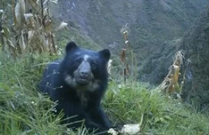 Zależność andyjskich niedźwiedzi od siedlisk położonych na dużych wysokościach
