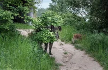 Zabito ciężarną lochę. Jej wnętrzności wraz z płodami dzików porzucono w lesie