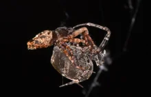 Samiec pająka katapultuje się w powietrze aby uniknąć zjedzenia przez samicę