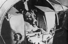 Prawdziwa" historia kosmicznego psa Laika