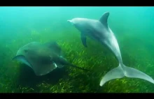 Delfiny wykorzystują płaszczki do polowania na ośmiornice