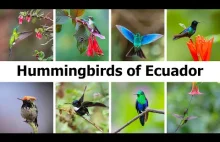 Kolibry Ekwadoru