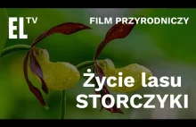 Storczyki polskich lasów i łąk