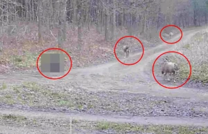 Trzy wilki i...? Sensacyjne nagranie z Warmii! (VIDEO)