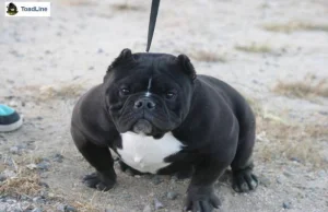 Toadline exotic bully - ludzie wyhodowali "psa ropuchę", który żyje tylko...