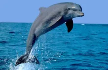 Rosjanie umieścili tresowane delfiny w bazie wojennej w Sewastopolu
