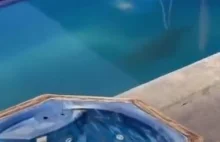 Lew morski kradnie leżak gościowi hotelowemu
