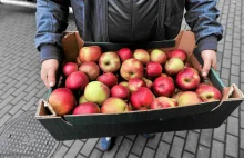 Białoruś znosi embargo na polską żywność. Na liście m.in. jabłka i warzywa
