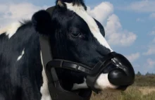 Maski dla krów. Nagrodzony projekt zatrzymuje wydzielanie metanu