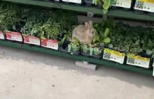 Tylko królik w Walmart