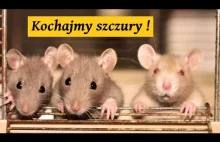 Szczury domowe - czy są łatwe we współżyciu? Czy gryzą?