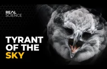 The Insane Biology of: The Harpy Eagle