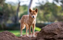 Genom dingo sugeruje, że nie pochodzi on od psów domowych