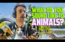 Jak zwierzęta widzą i słyszą nasze otoczenie? I dlaczego inaczej niż ludzie?