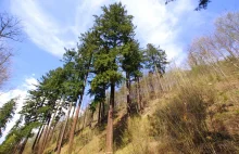 Daglezja Helena - najwyższe drzewo w Polsce
