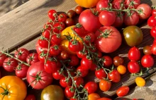 Polska jednym z czołowych producentów pomidorów w UE