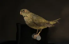 Papużka żółtobrzucha - australijski "ptak-widmo"