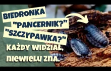 Zaskakujący mikroświat najmniejszych mieszkańców lasu. Zobacz je z bliska.