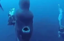 Nurkowie natrafiają na Mola Mola