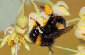 Organizmy trzmieli aktywują pyłek i nektar, by chronić się przed pasożytami