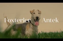 Foxterrier - Antek