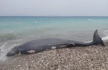 Na plaży na Rodos znaleziono martwego walenia który w żołądku miał 15kg plastiku