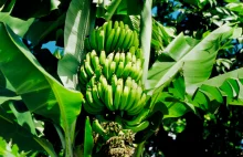 Podręczniki biologii do poprawki - można szczepić palmy i banany