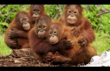 Orangutany muszą nauczyć się bać węży