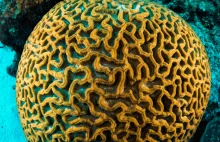 Czy druk 3D może pomóc w odnawianiu raf koralowych?