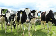 Maski dla krów mają pochłaniać metan z… beknięć