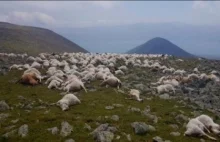 Uderzenie pioruna zabiło ponad 500 owiec w Gruzji!