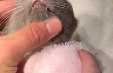 Kotek z larwą w nosie