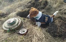 Pies pomógł Ukraińcom wykryć już 150 min. Nazywa się – Patron