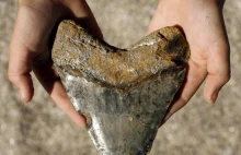 Sześciolatek znalazł ząb megalodona na plaży