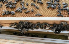 Pszczelarz wytruł drugiemu pszczoły. Poszkodowanemu pomaga Bank Pszczeli